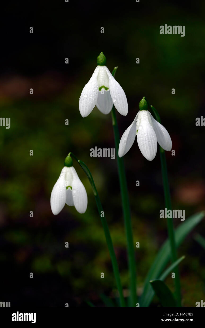 Galanthus castlegar hires stock photography and images Alamy