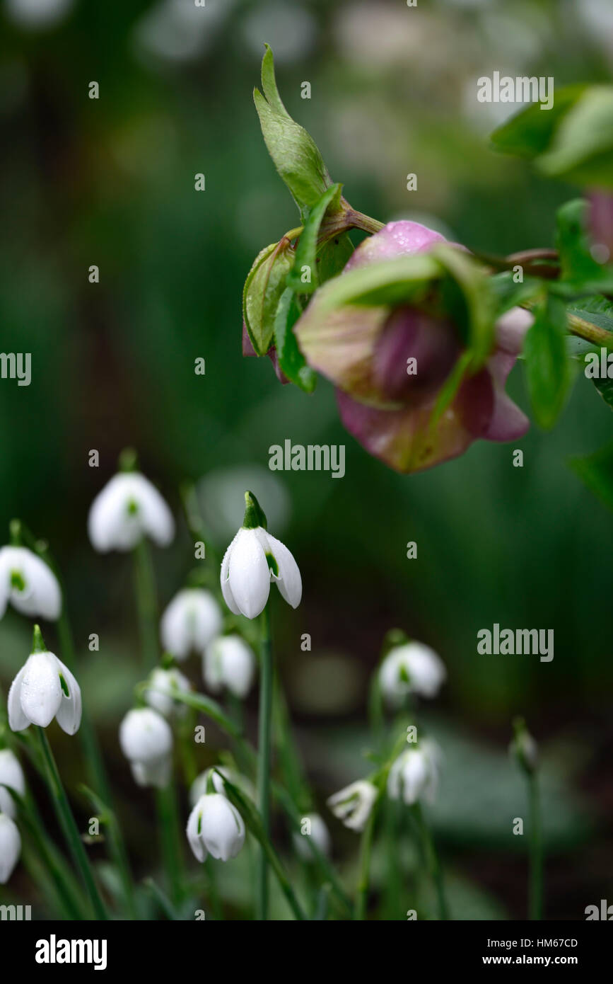 Galanthus desdemona double snowdrop Hellebore hellebores mix mixed white flowers flower snowdrops spring flowering RM floral Stock Photo