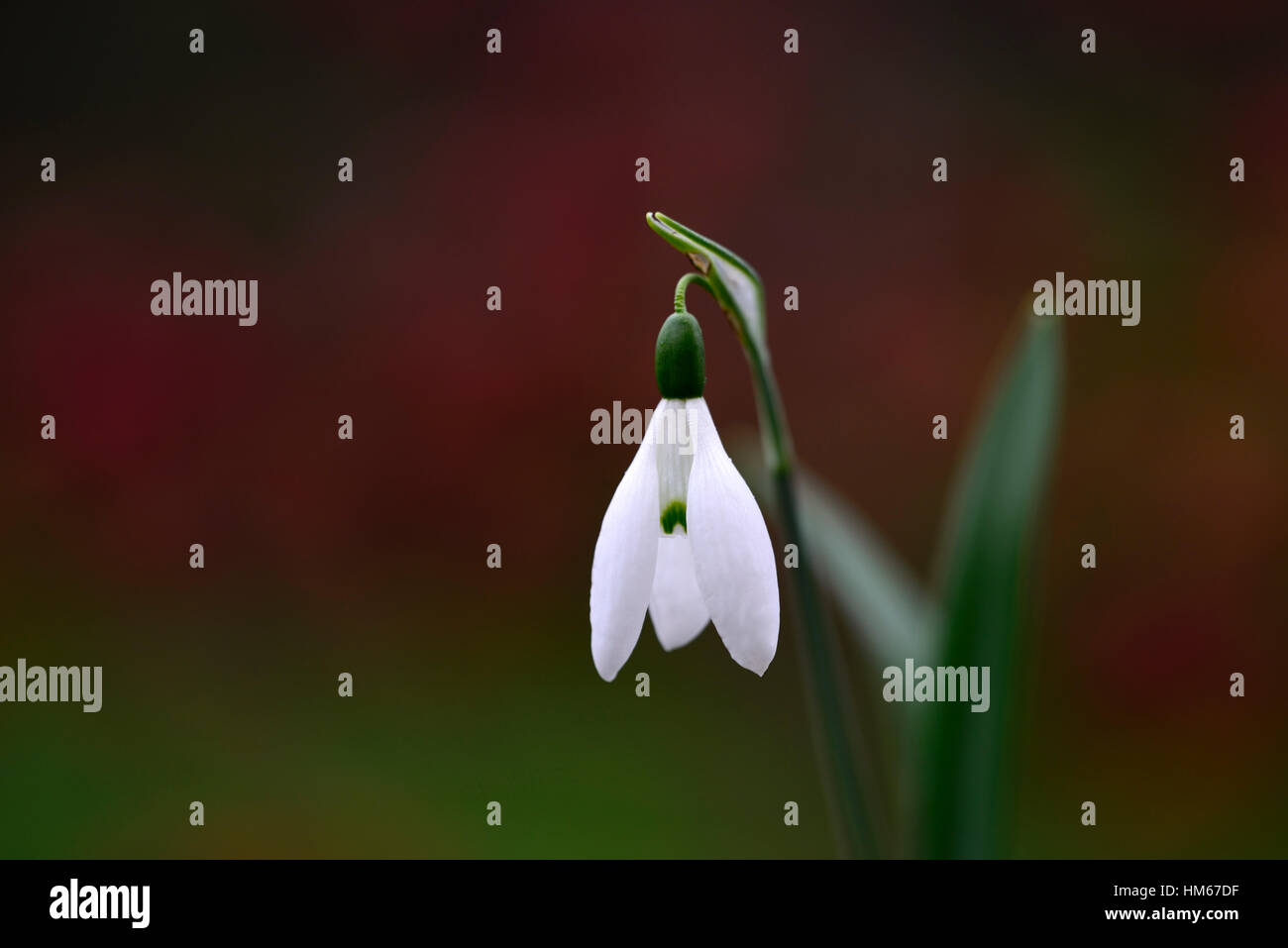 Galanthus epiphany christmas early snowdrop white flowers flower bulbs