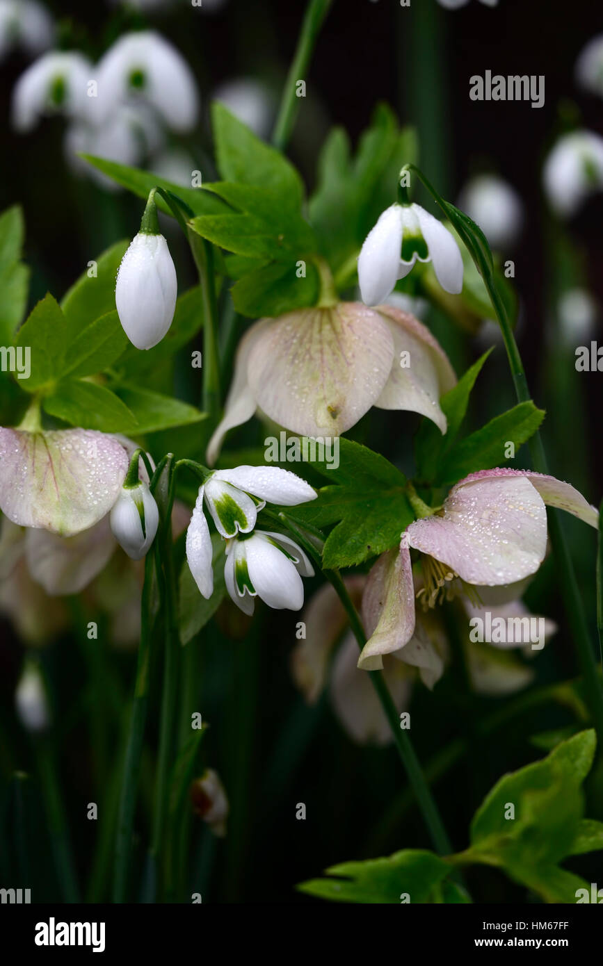 Galanthus lavinia double snowdrop Hellebore hellebores mix mixed white flowers flower bulbs snowdrops spring flowering RM floral Stock Photo