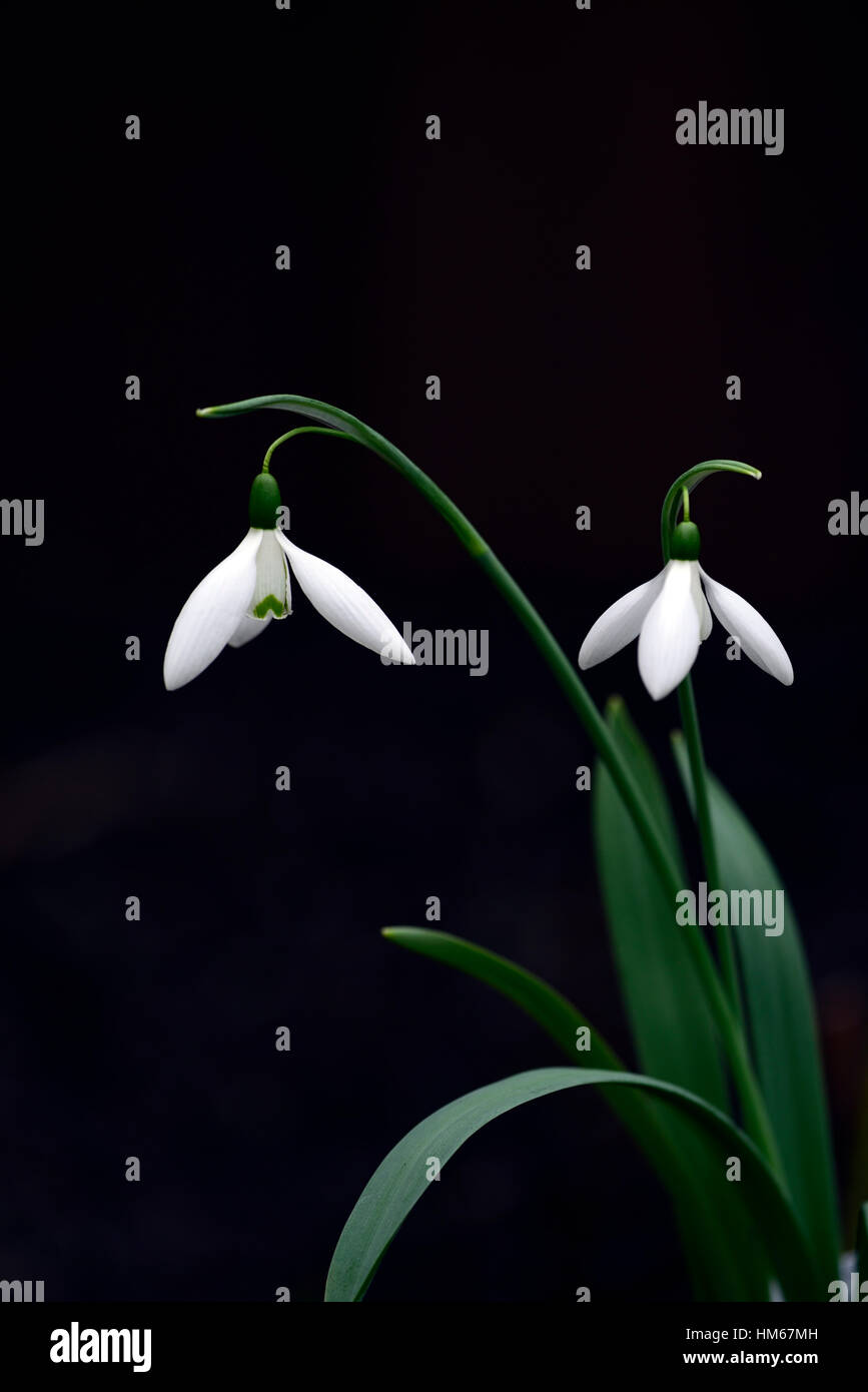 Galanthus reverend hailstone snowdrop white flowers flower bulbs snowdrops spring flowering collectors collect rare RM floral Stock Photo