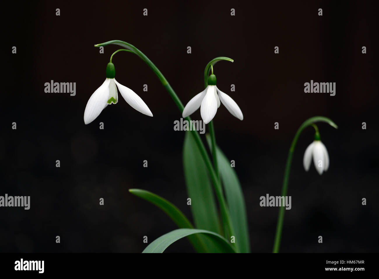 Galanthus reverend hailstone snowdrop white flowers flower bulbs snowdrops spring flowering collectors collect rare RM floral Stock Photo