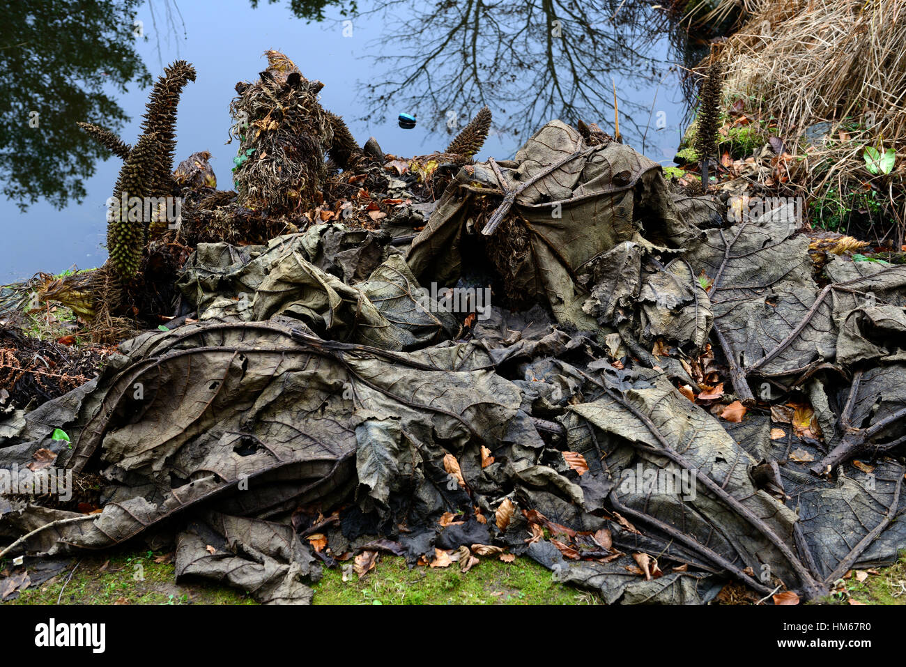 gunnera maculata winter dead leaves foliage die back rot rotten rotting crown plant perennial invasive plant RM floral Stock Photo