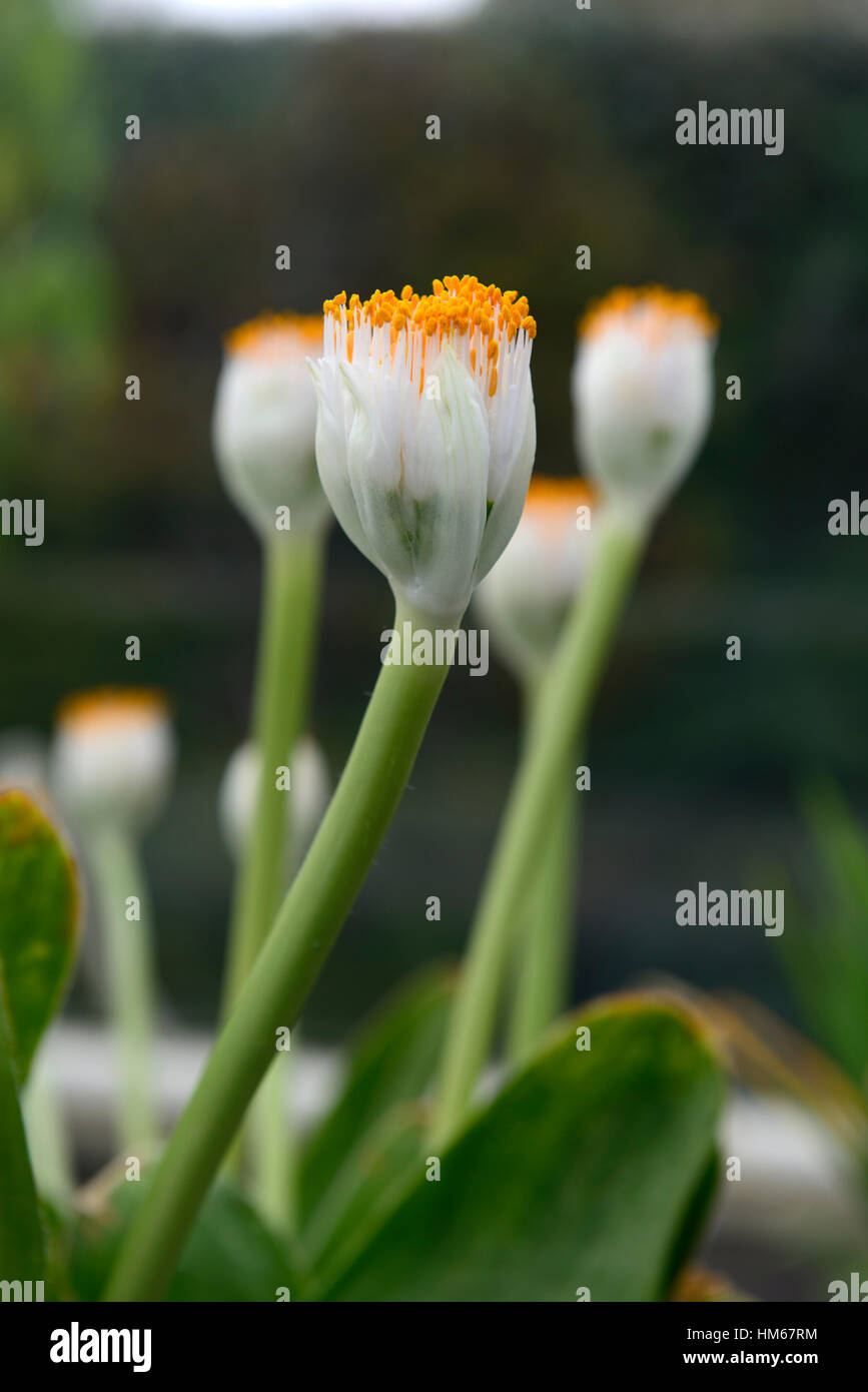 haemanthus albiflos Powder Puff Royal Paint Brush White Blood Lily