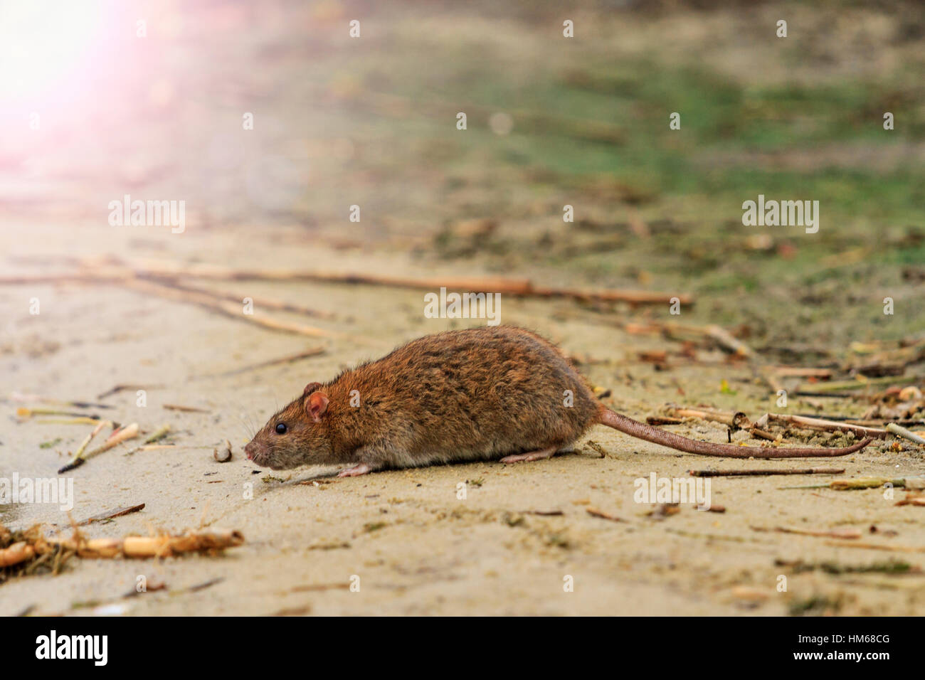 gray rat on the lake of waste with sunny hotspot Stock Photo