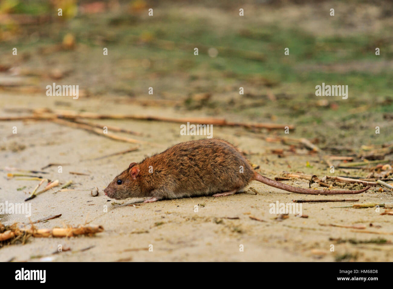 gray rat on the lake of waste Stock Photo