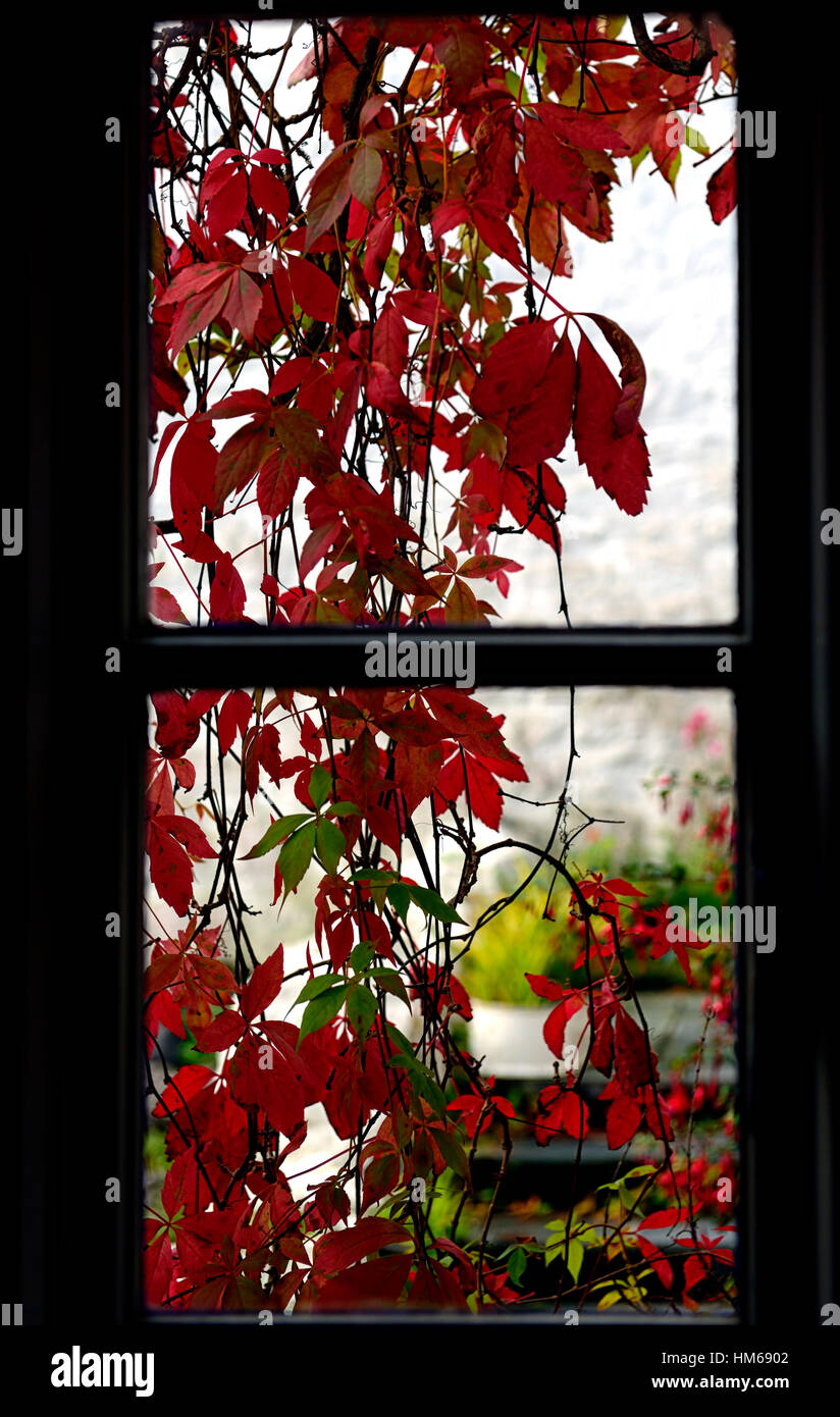 scarlet red Parthenocissus quinquefolia virginia creeper leaves foliage autumn fall blue window attractive view combination Stock Photo