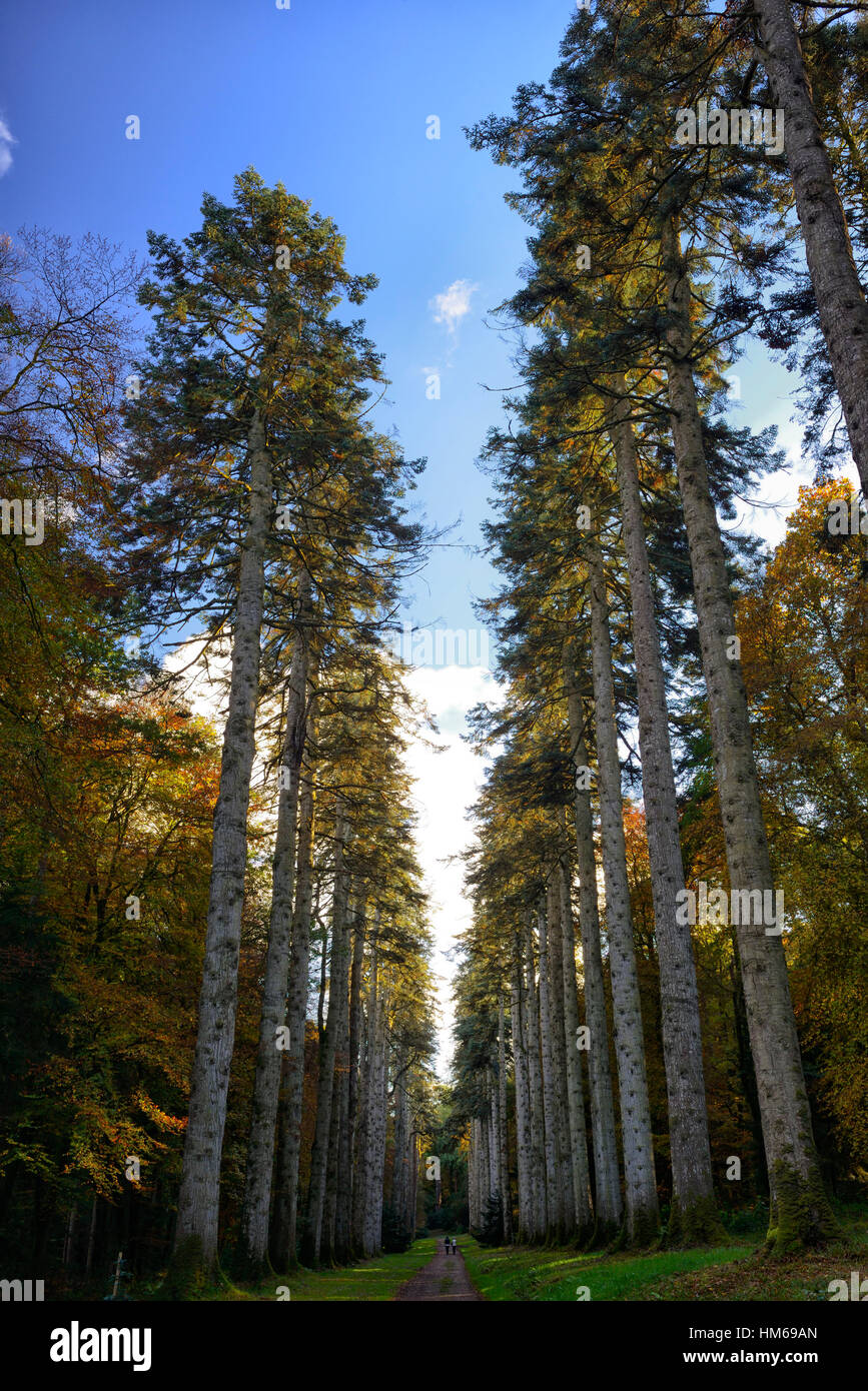 The Noble Fir Walk Woodstock Gardens Arboretum Inistioge kilkenny