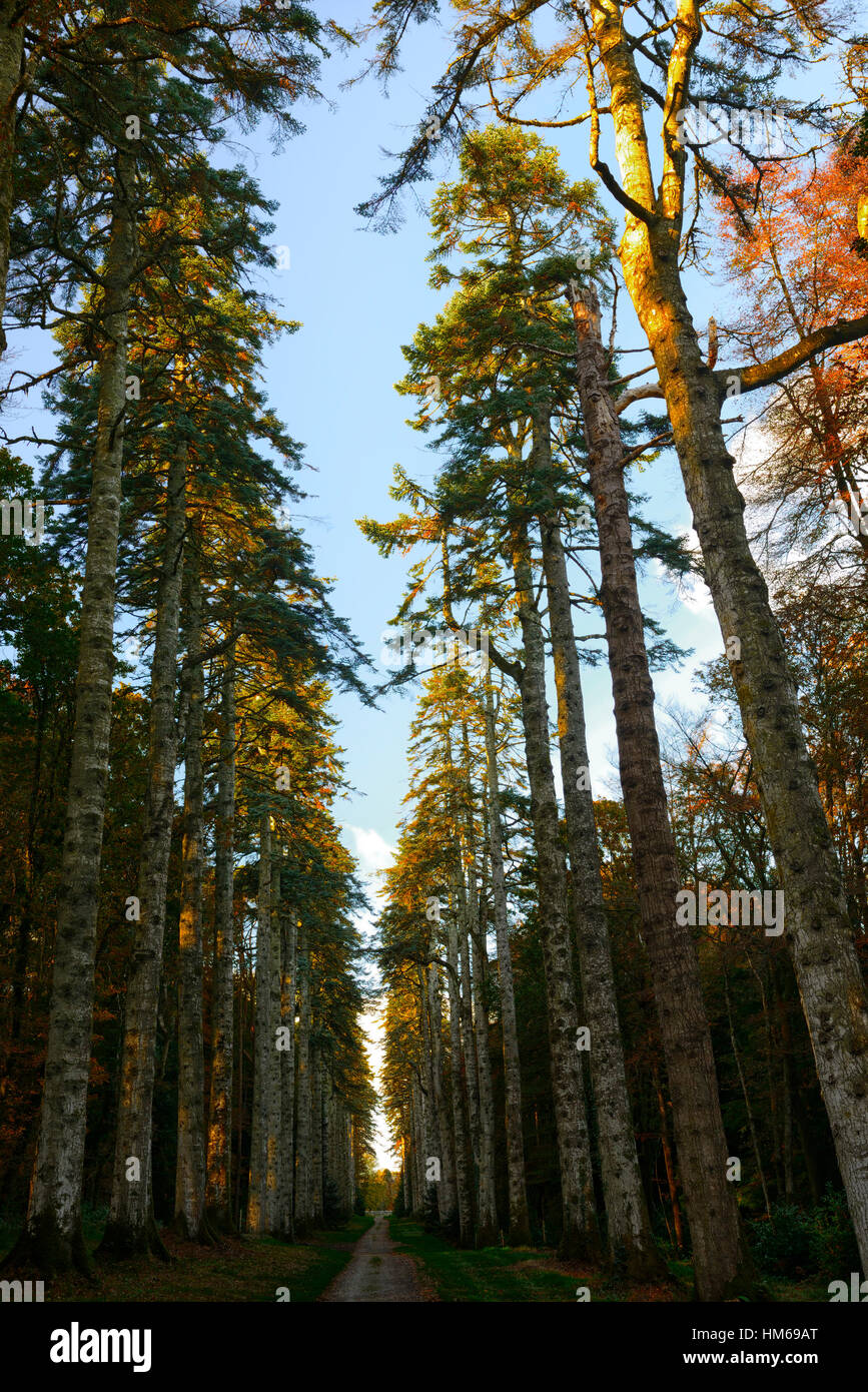 The Noble Fir Walk Woodstock Gardens Arboretum Inistioge kilkenny