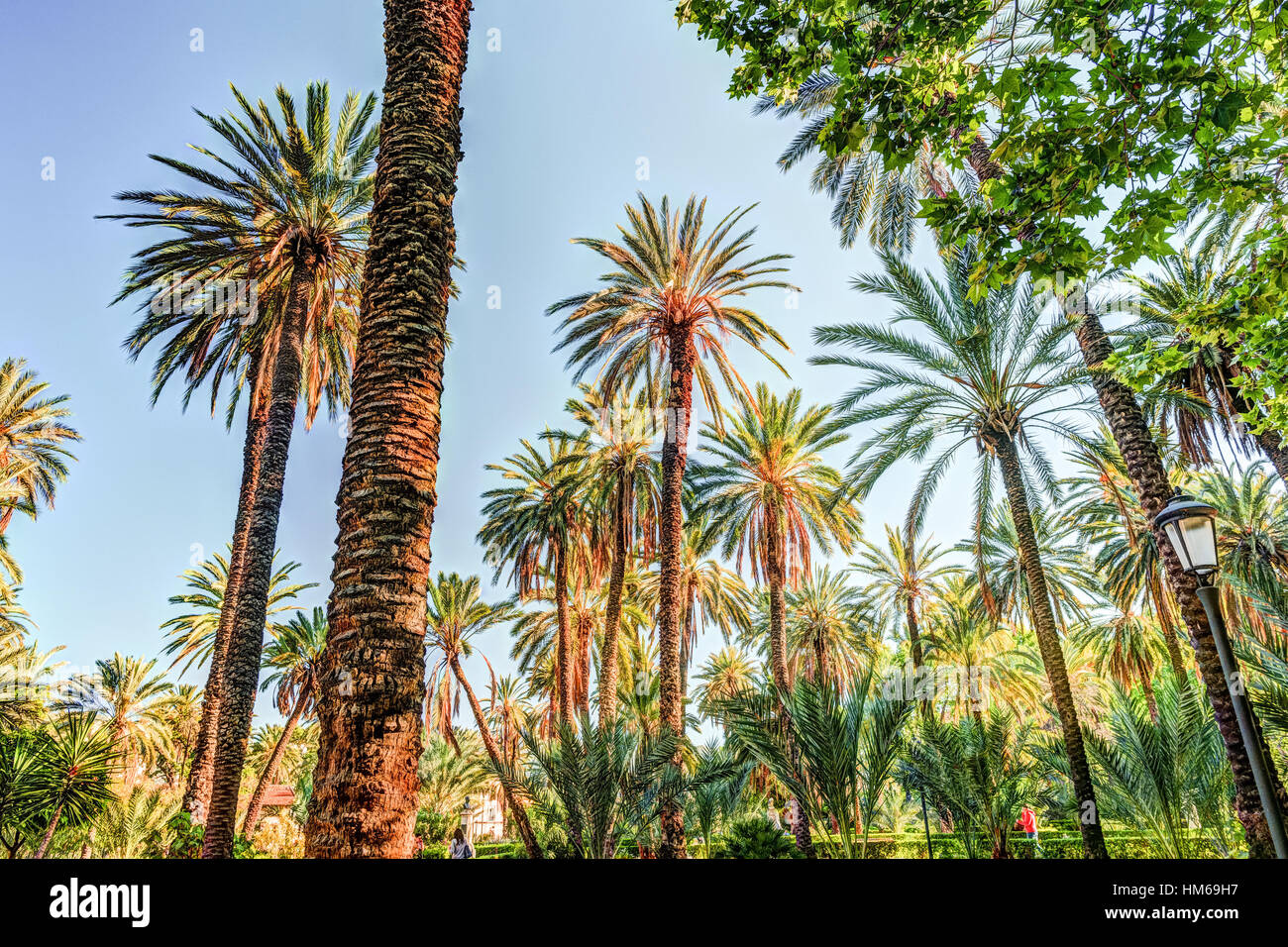 Palm trees in a tropical resort at beautiful sunny day Stock Photo - Alamy