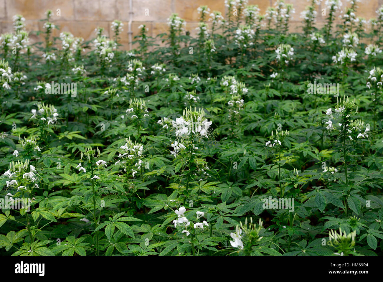 Cleome hassleriana syn spinosa white spider flower flowers flowering bed border display displays RM Floral Stock Photo