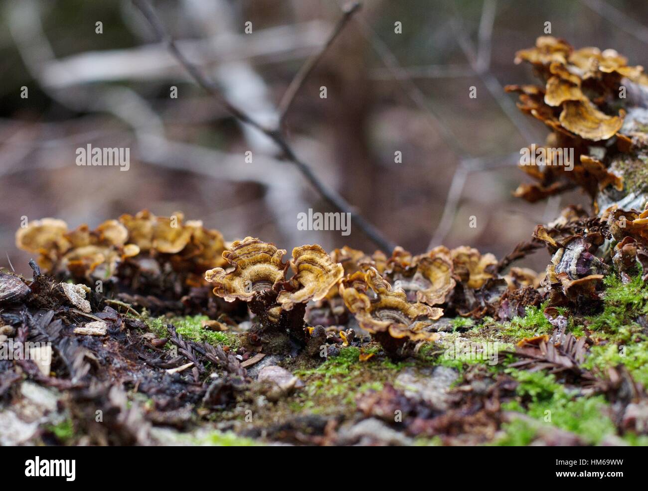 Trametes versicolor, also known as turkey tail mushrooms on a fallen tree in a forest in California. Stock Photo