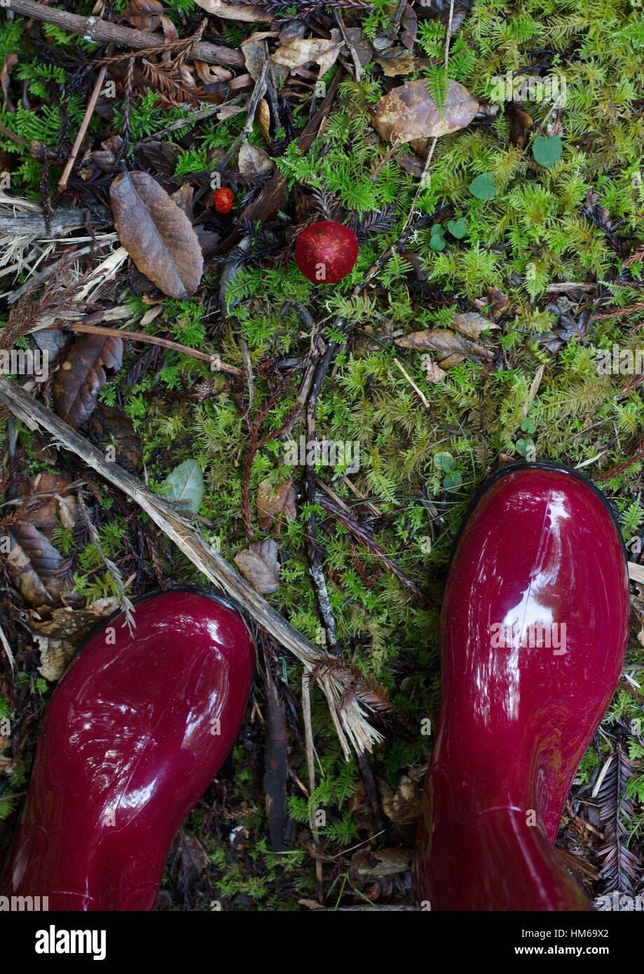 Shiny red rain boots standing near a red berry and a red mushroom in a forest. Stock Photo
