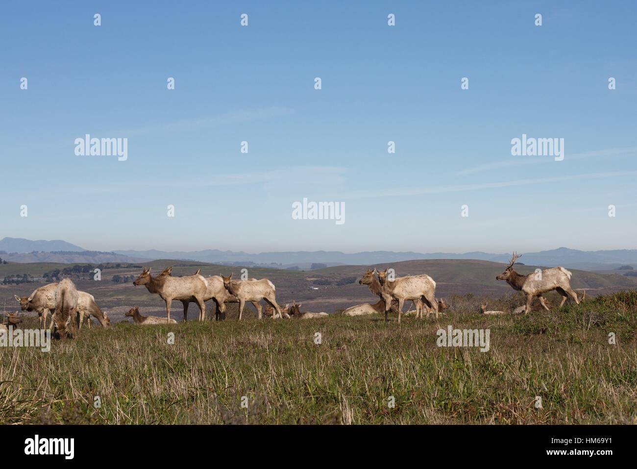 Tule elk at Point Reyes National Seashore in northern California, USA. Stock Photo