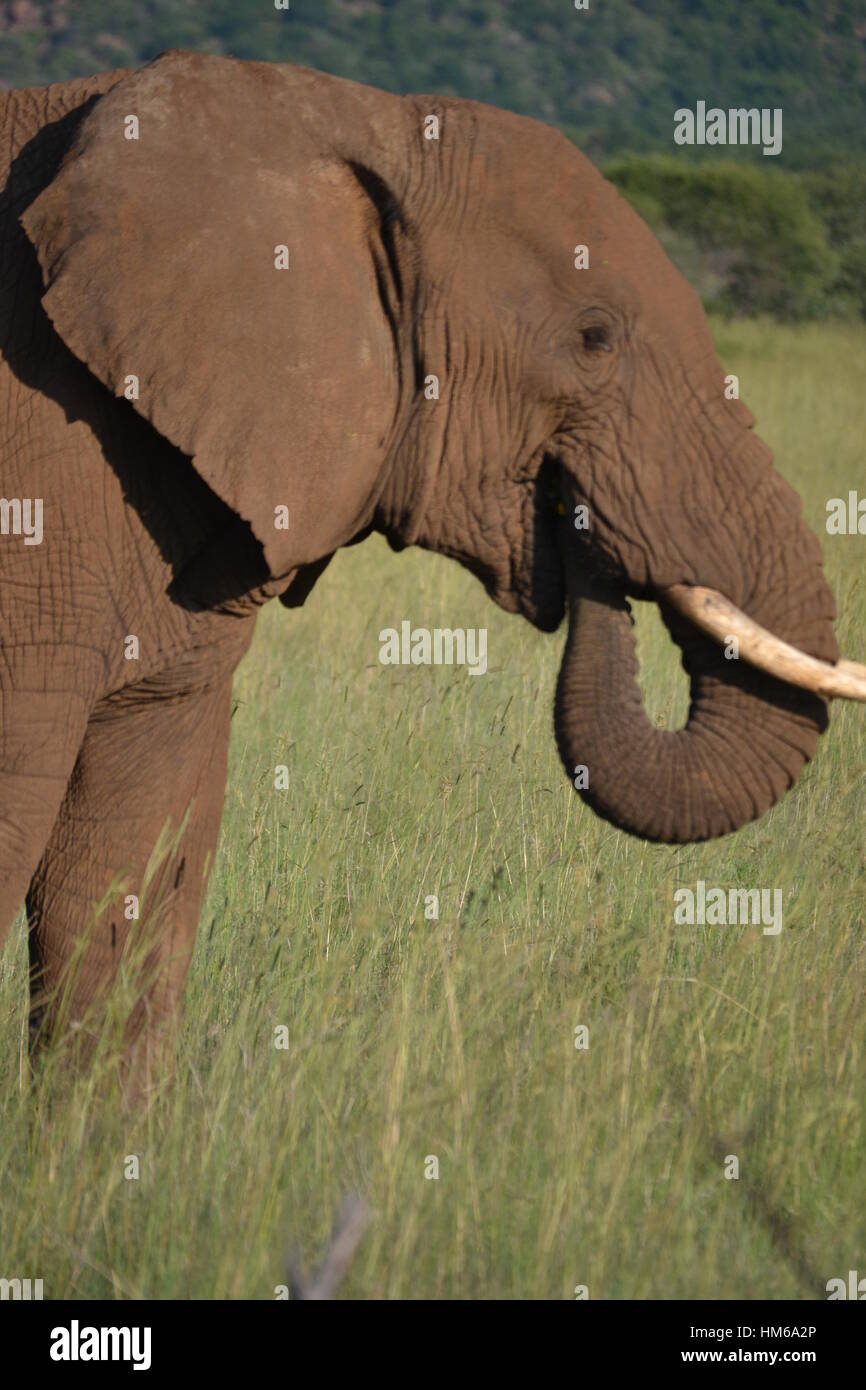 South African Elephant Stock Photo