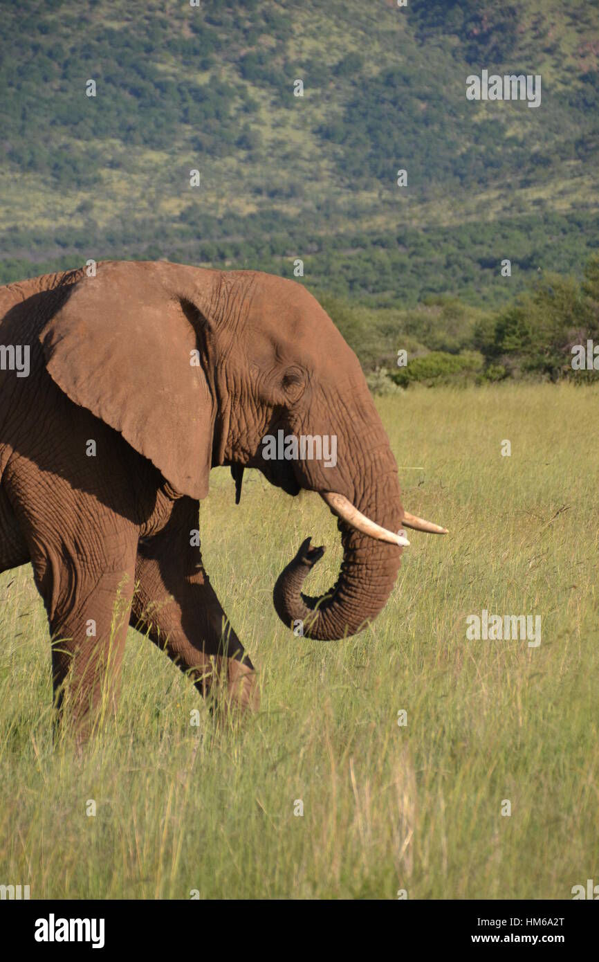South African Elephant Stock Photo