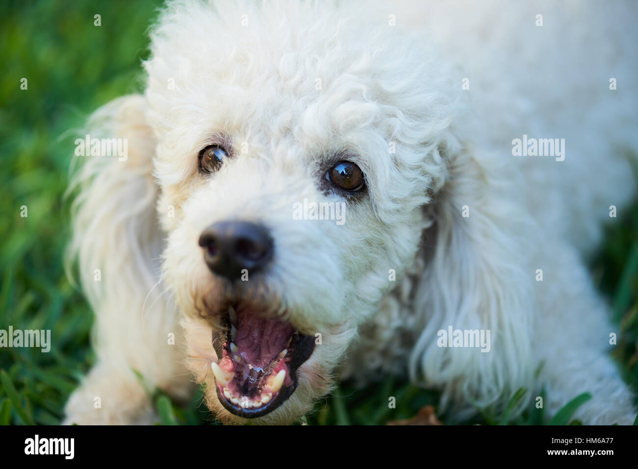 french poodle dog barking and laying on the grass Stock Photo