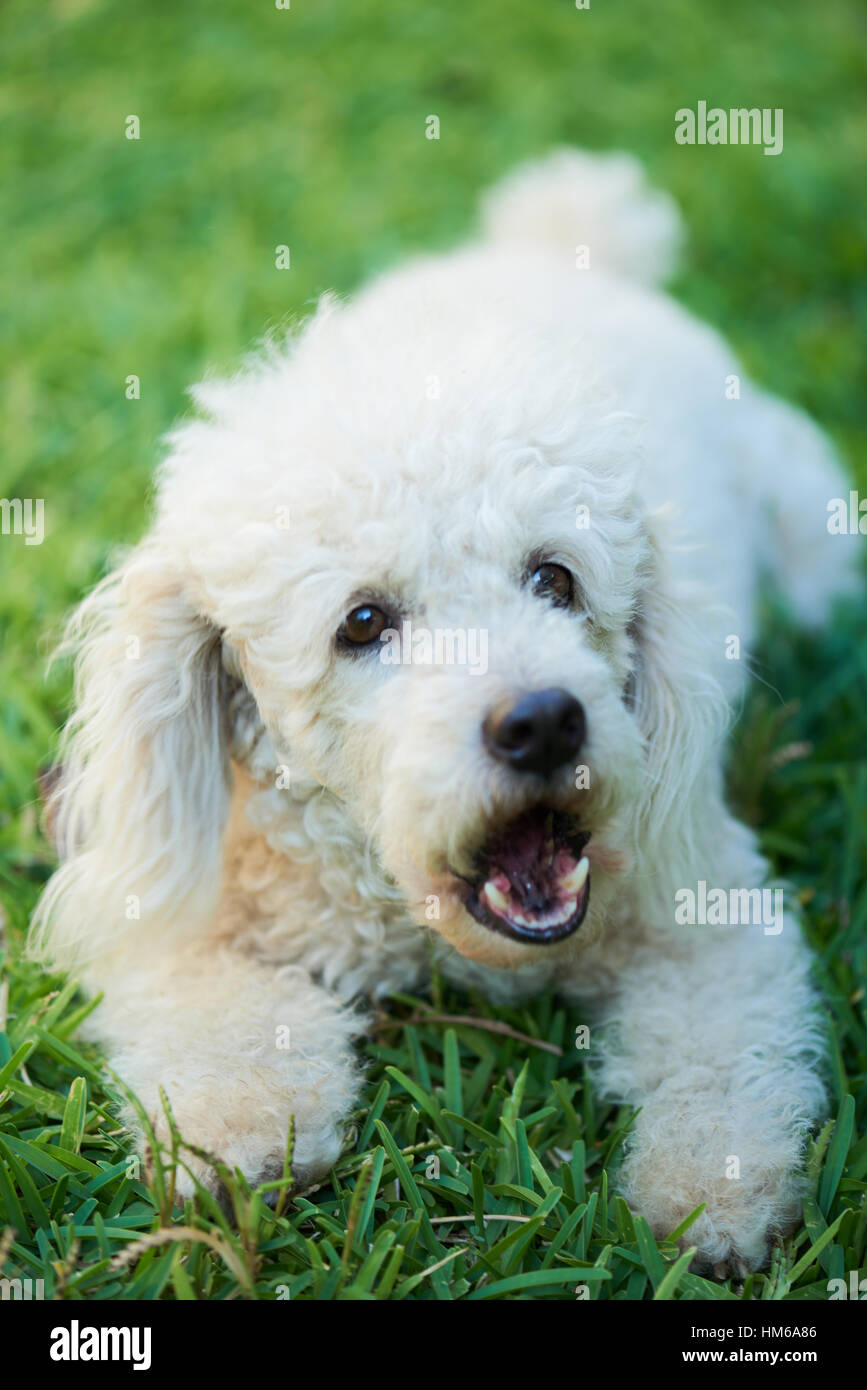 dog barking and laying on the grass Stock Photo