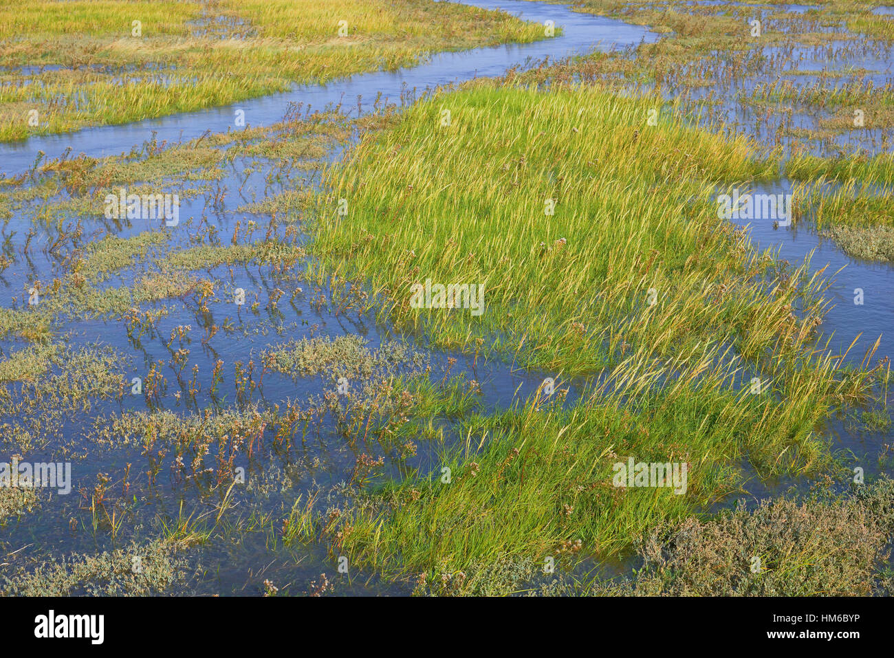 Salt marshes with flooding tide, St. PeterOrding, SchleswigHolstein