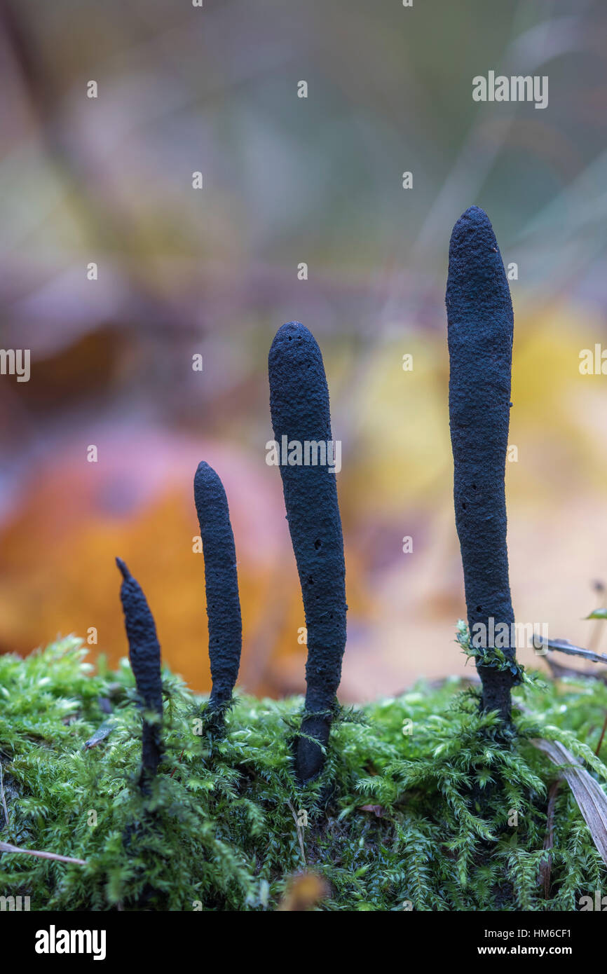 Dead moll's fingers (Xylaria longipes), Burgkwald, East Thuringia, Germany Stock Photo