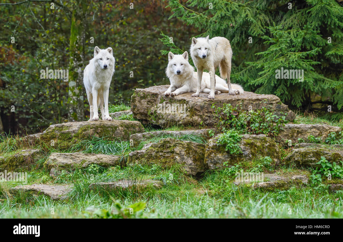 Polar wolves, White wolves or Arctic wolves (Canis lupus arctos