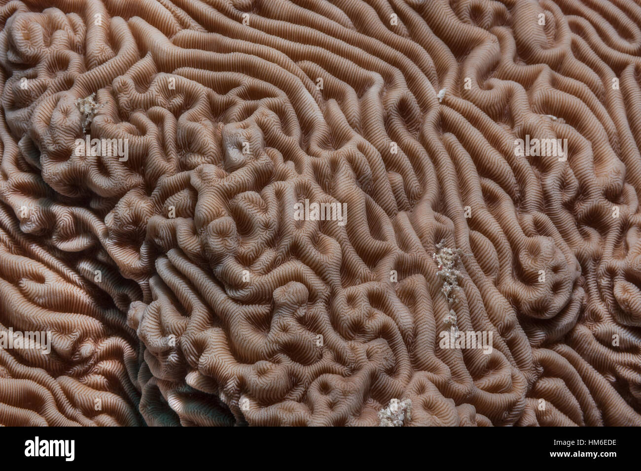 Neat brain coral (Platygyra lamellina) surface detail. Red Sea, Egypt, October. Stock Photo
