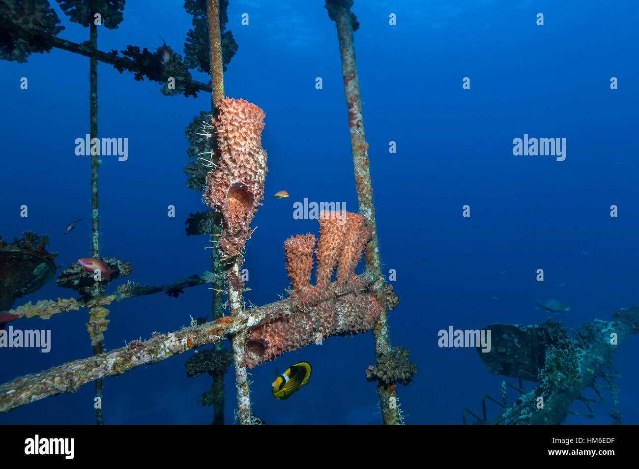 Callyspongia sp hires stock photography and images Alamy