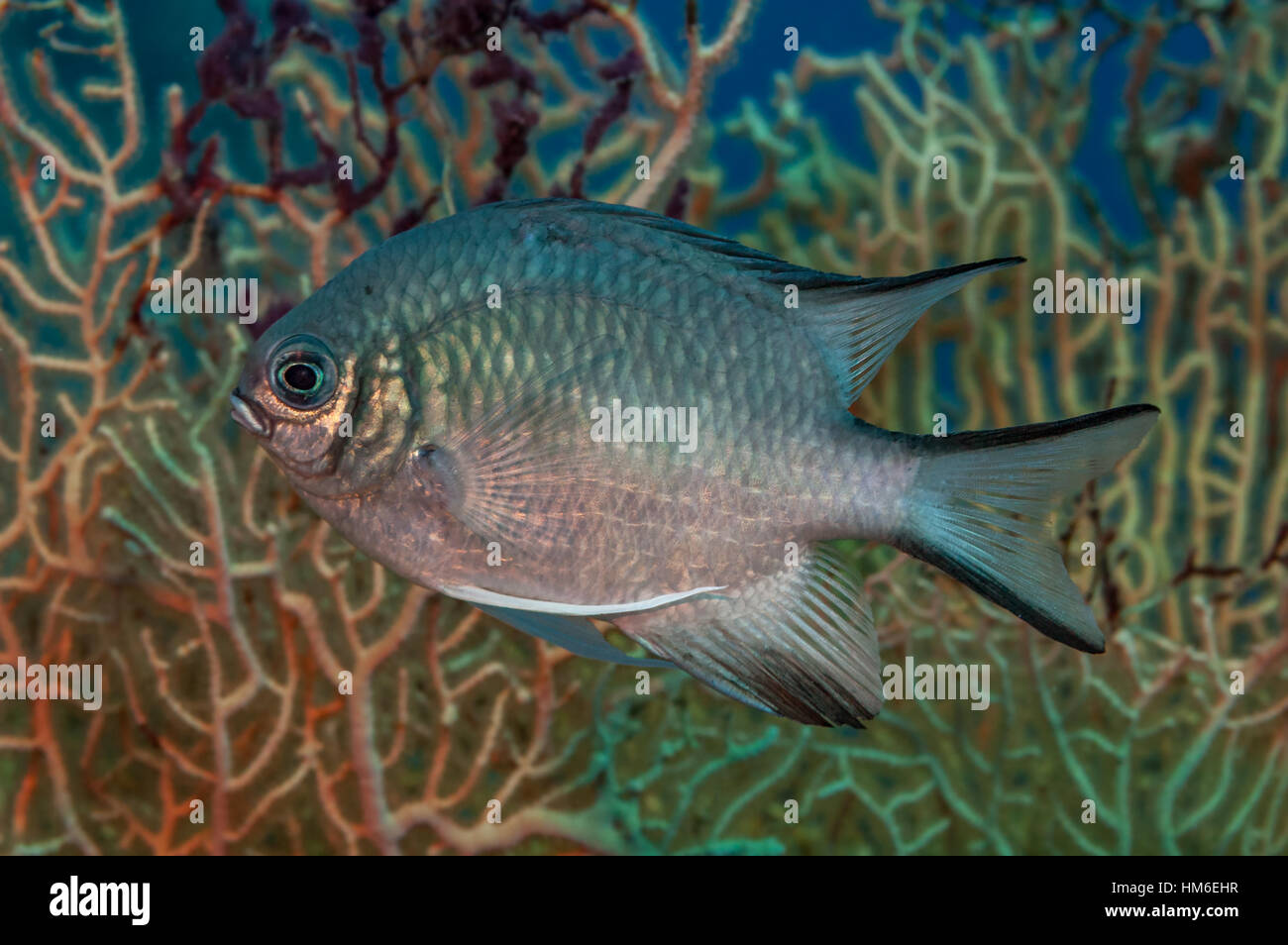 Profile portrait of pale damselfish (Amblyglyphidodon indicus) against ...