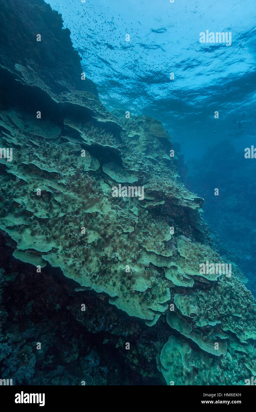 Vast colony of (Merulina) sp. coral sloping down the side of a coral reef in the Red Sea. Egypt, October. Stock Photo