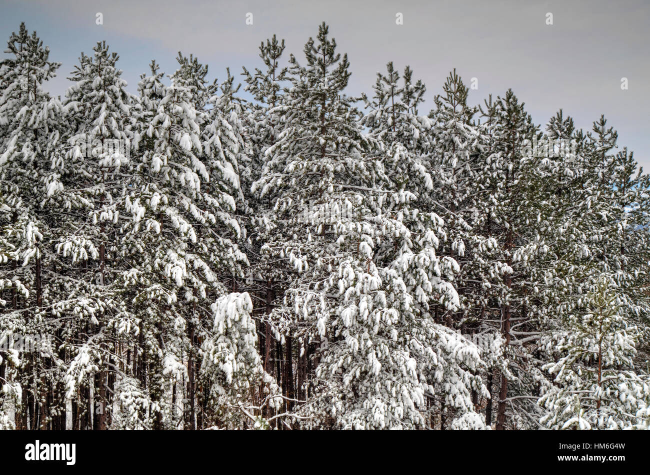 Beautiful winter landscape with trees covered with snow Stock Photo - Alamy