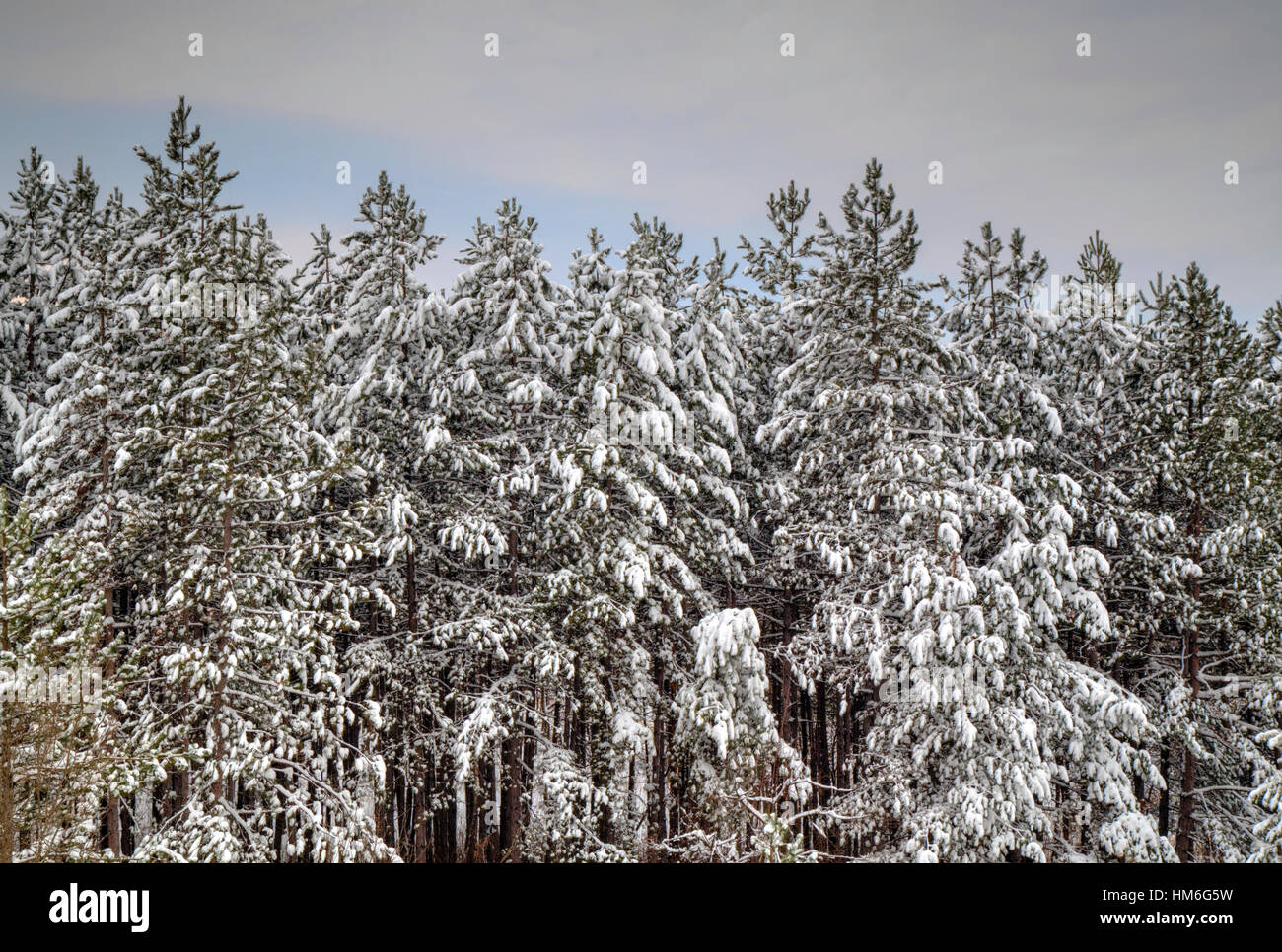 Beautiful winter landscape with trees covered with snow Stock Photo - Alamy
