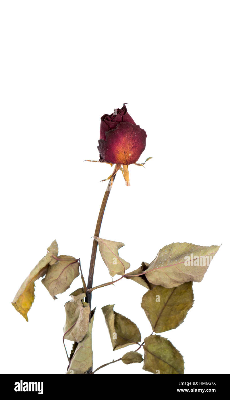 Dried rose isolated on white background Stock Photo - Alamy