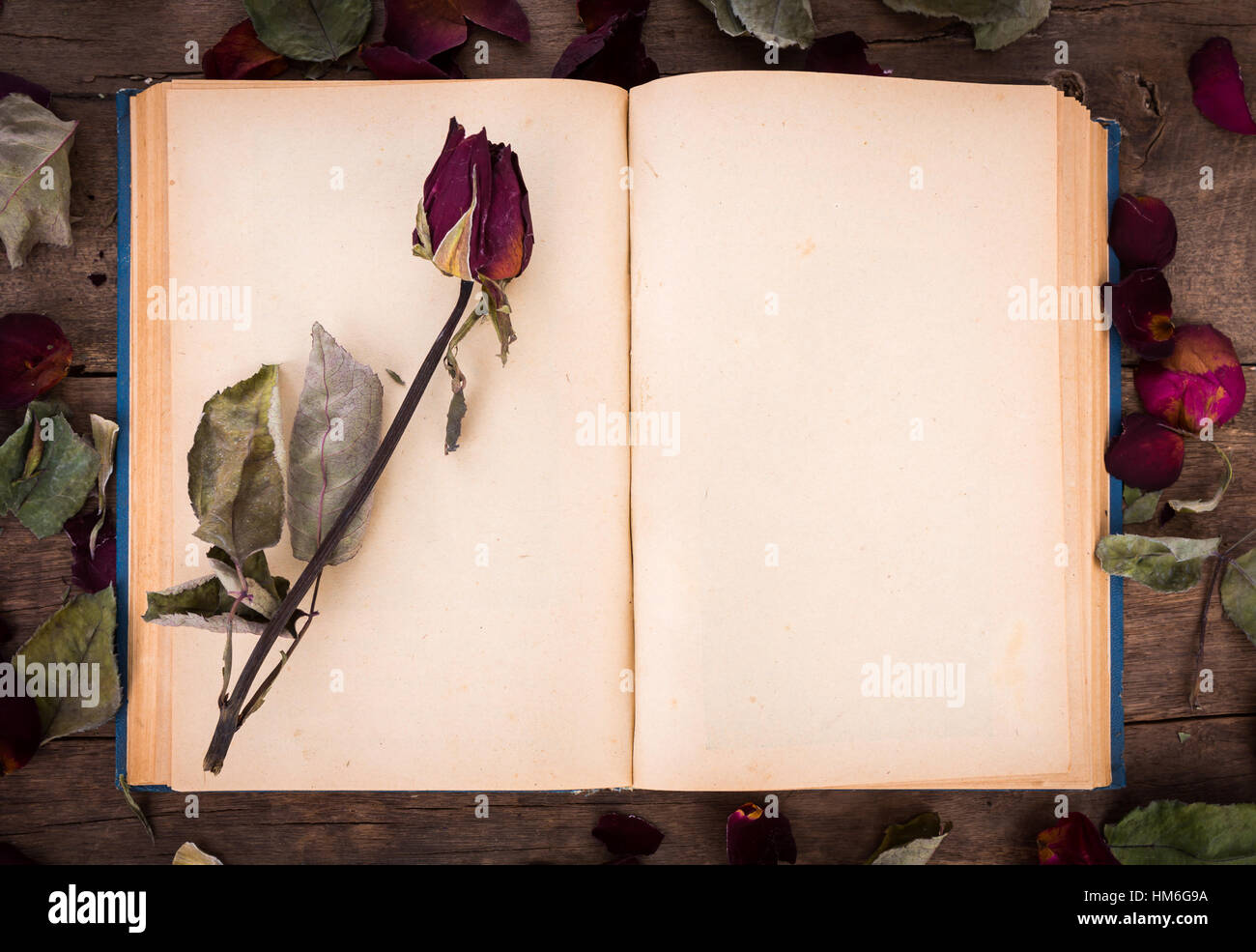Vintage open book with dried rose Stock Photo Alamy