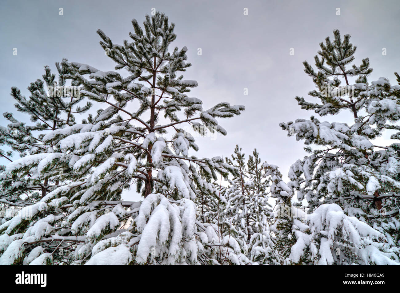 Beautiful winter landscape with trees covered with snow Stock Photo - Alamy