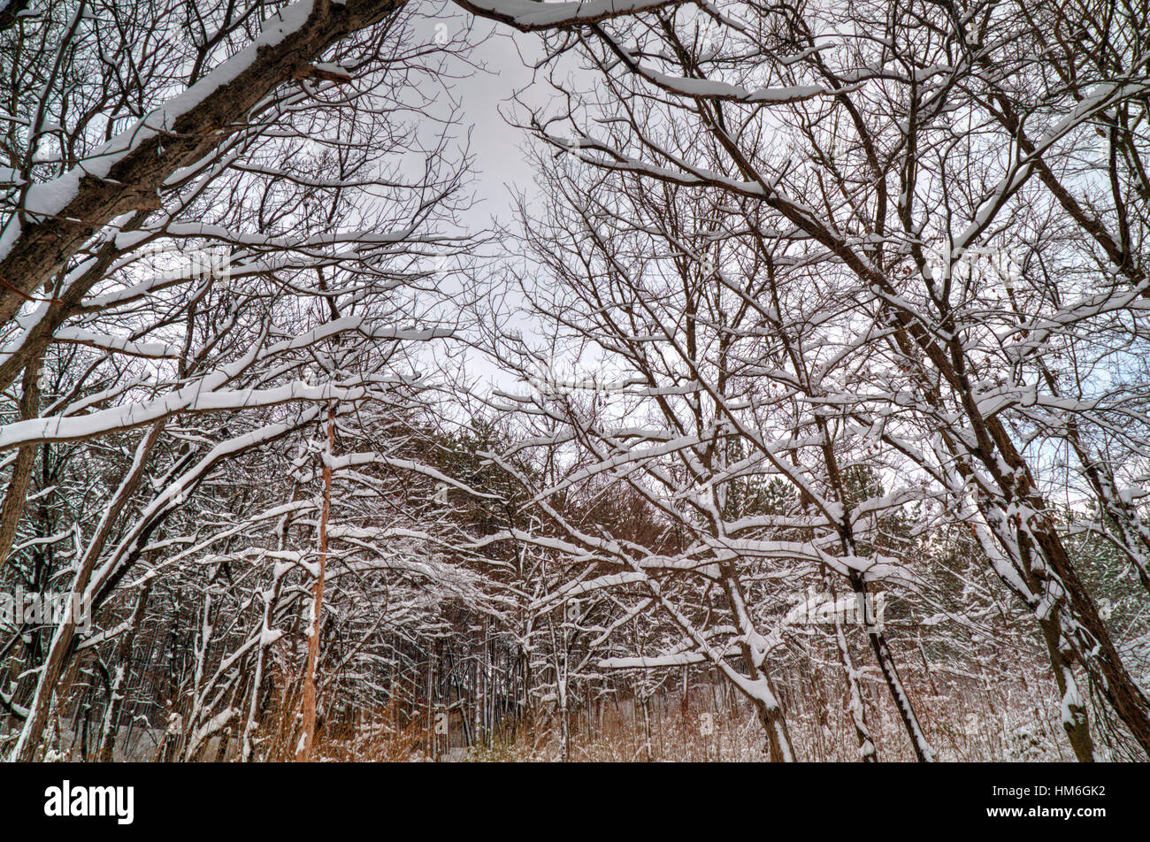 Beautiful winter landscape with trees covered with snow Stock Photo - Alamy
