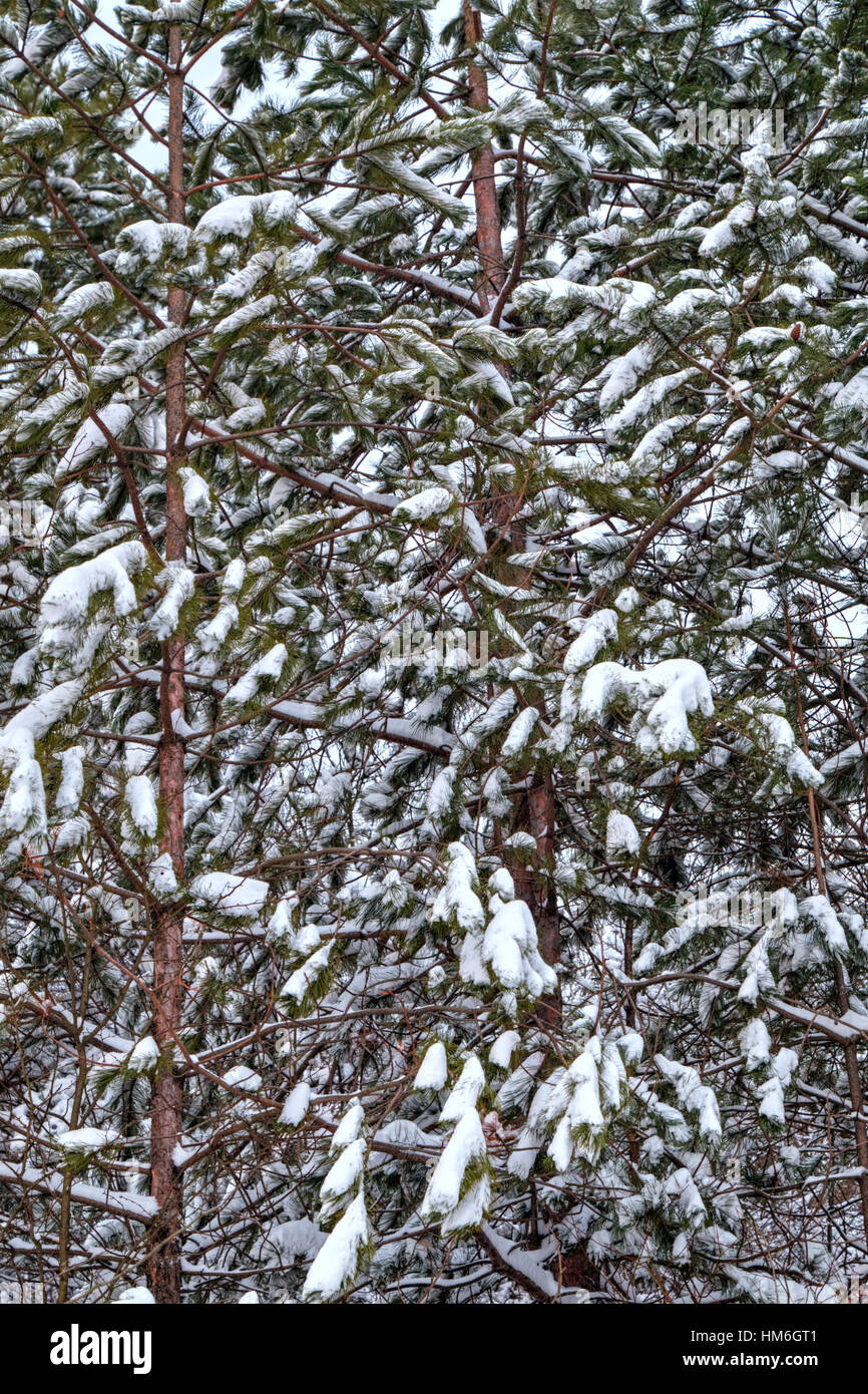 Beautiful winter landscape with trees covered with snow Stock Photo - Alamy