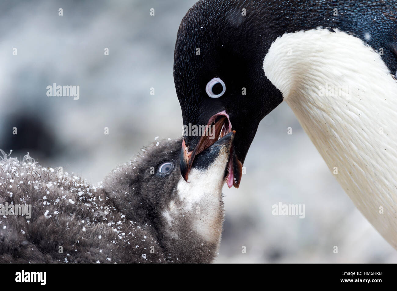 An Adelie Penguin feeding a large fluffy chick by regurgitating food. Stock Photo