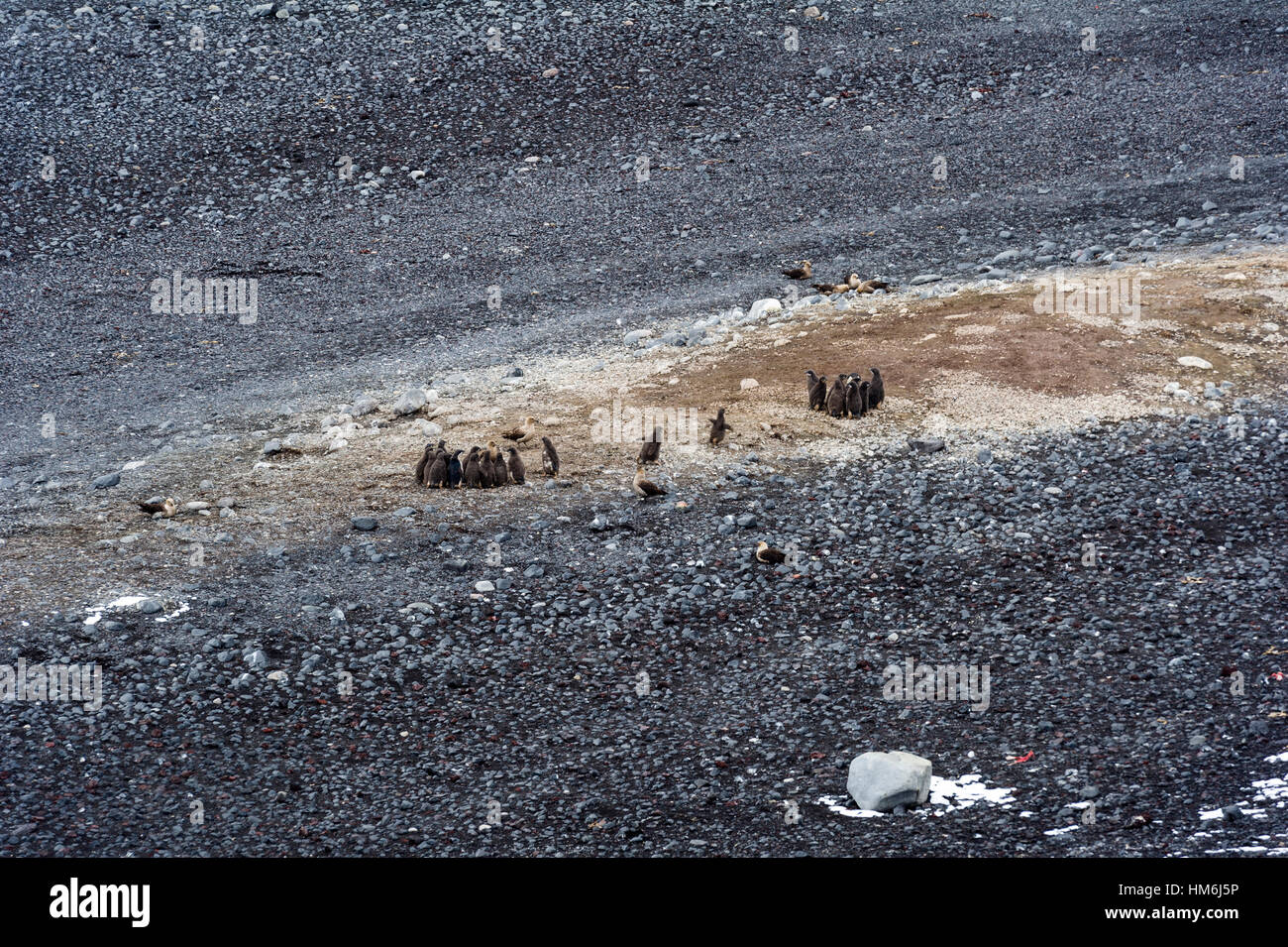 The remains of an Adelie Penguin chick creche after Skua predation in Antarctica. Stock Photo
