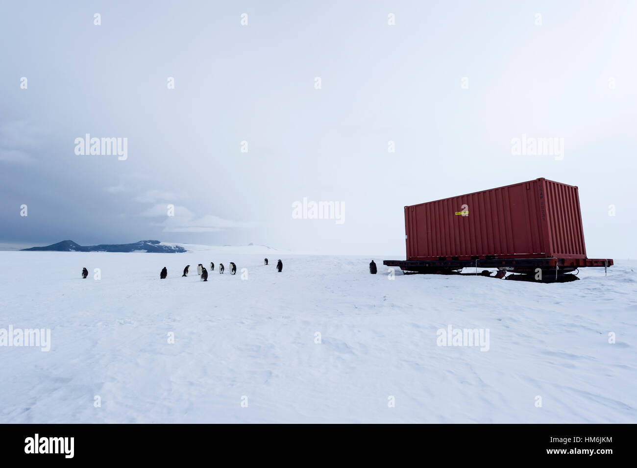 Emperor Penguins gather near a shipping container on the sea ice. Stock Photo