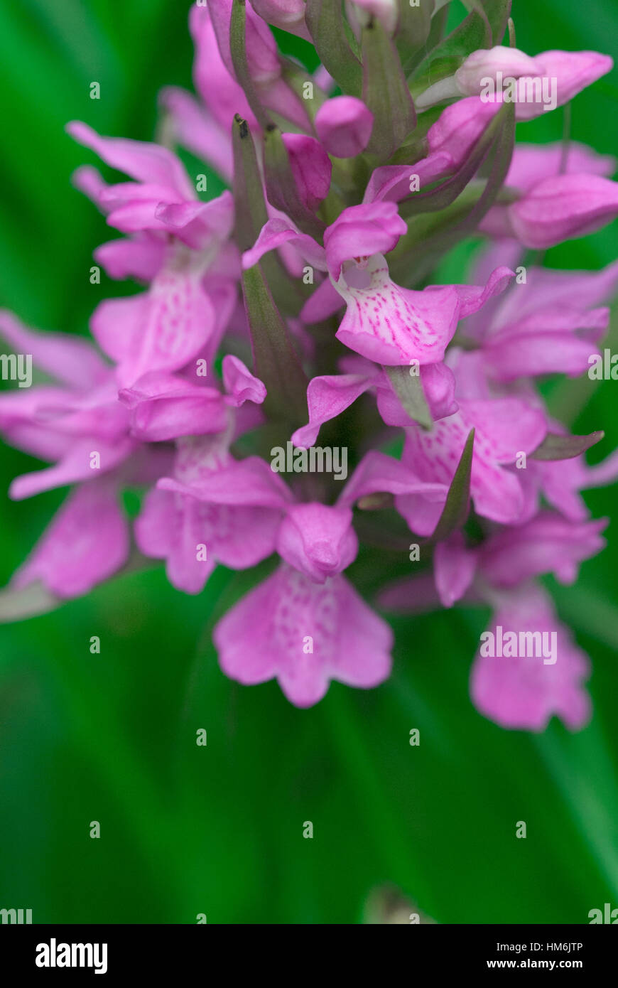 A close up of the spike of a southern marsh orchid (Dactylorhiza praetermissa ) Stock Photo