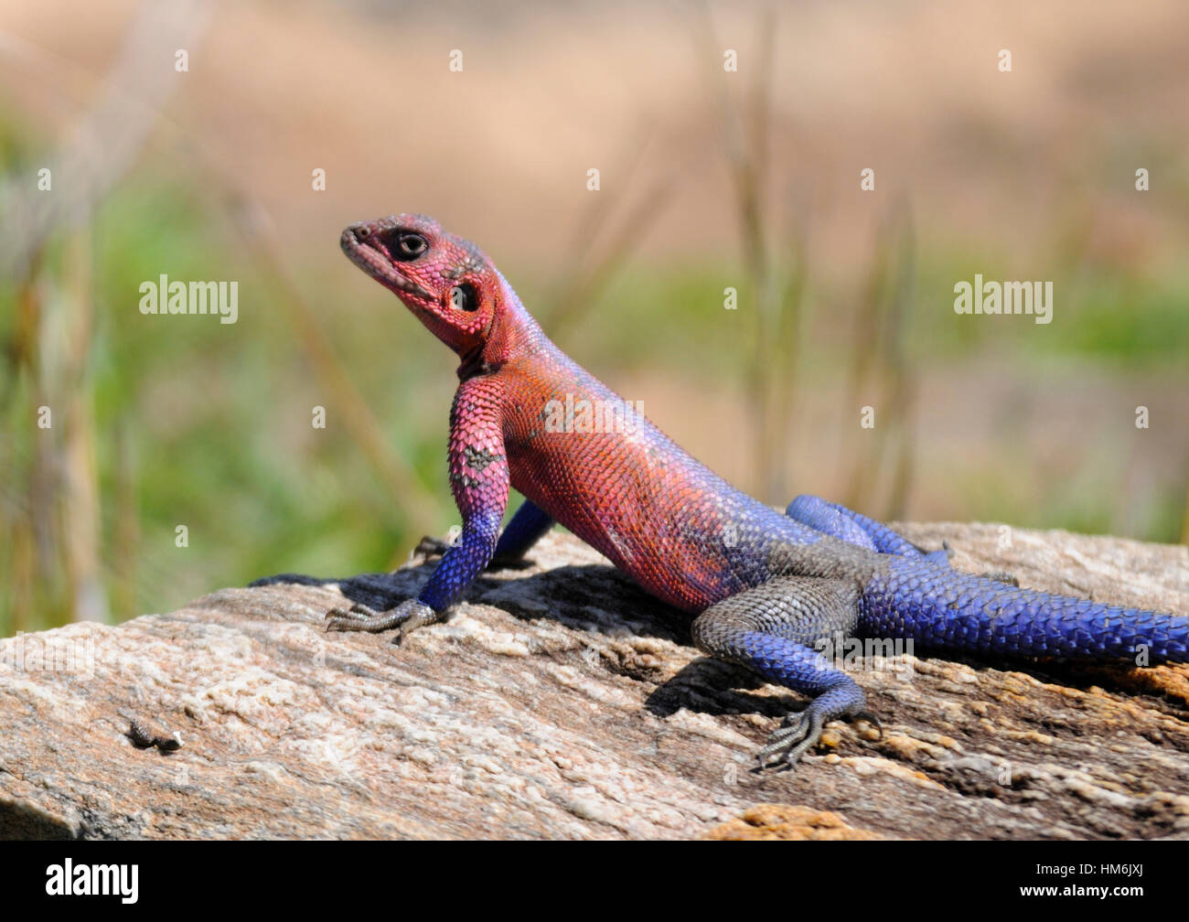 Agama Lizard ( Agama agama ) Surveying the scene from its lofty position on a log Stock Photo