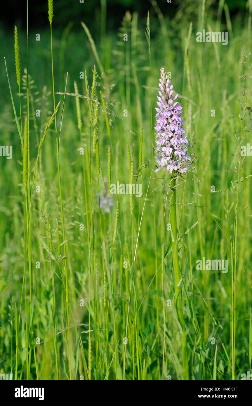 A tall spike of the Common Spotted orchid ( Dactylorhiza fuchaii ) growing in tall grass Stock Photo