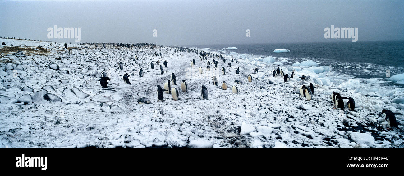 A colony of Adelie Penguins on a snow-covered beach during a blizzard ...