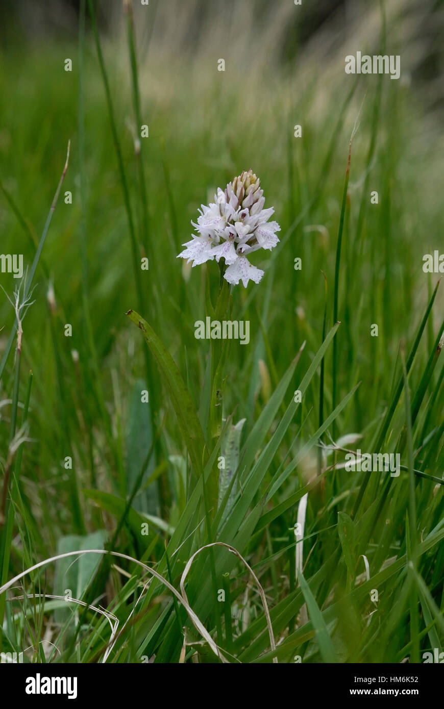 A single flower spike of the Heath Spotted orchid ( Dactylorhiza maculata ) in its grassland habitat Stock Photo
