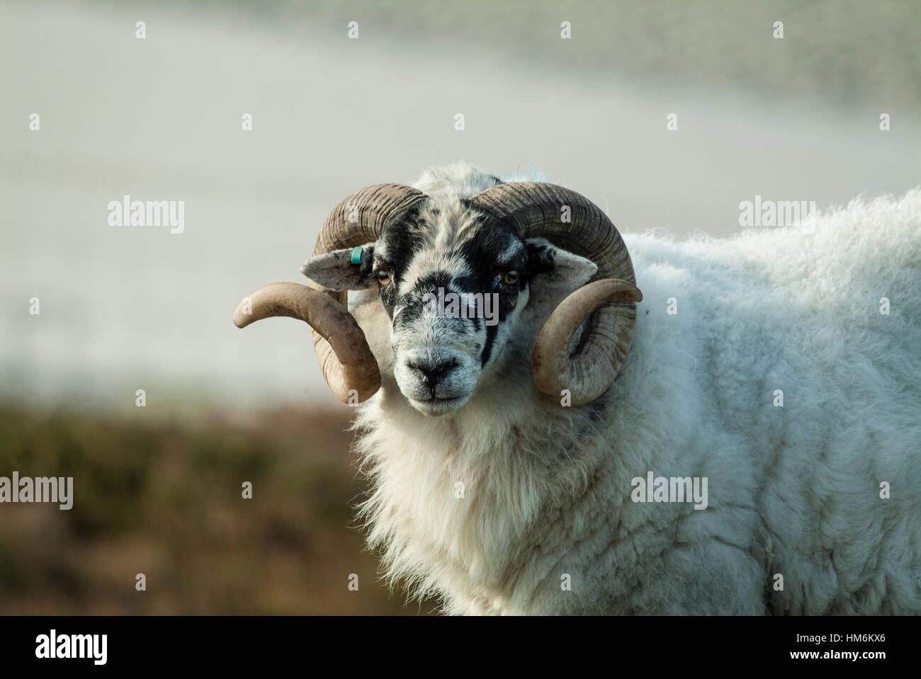 Ram with curly horns Stock Photo - Alamy