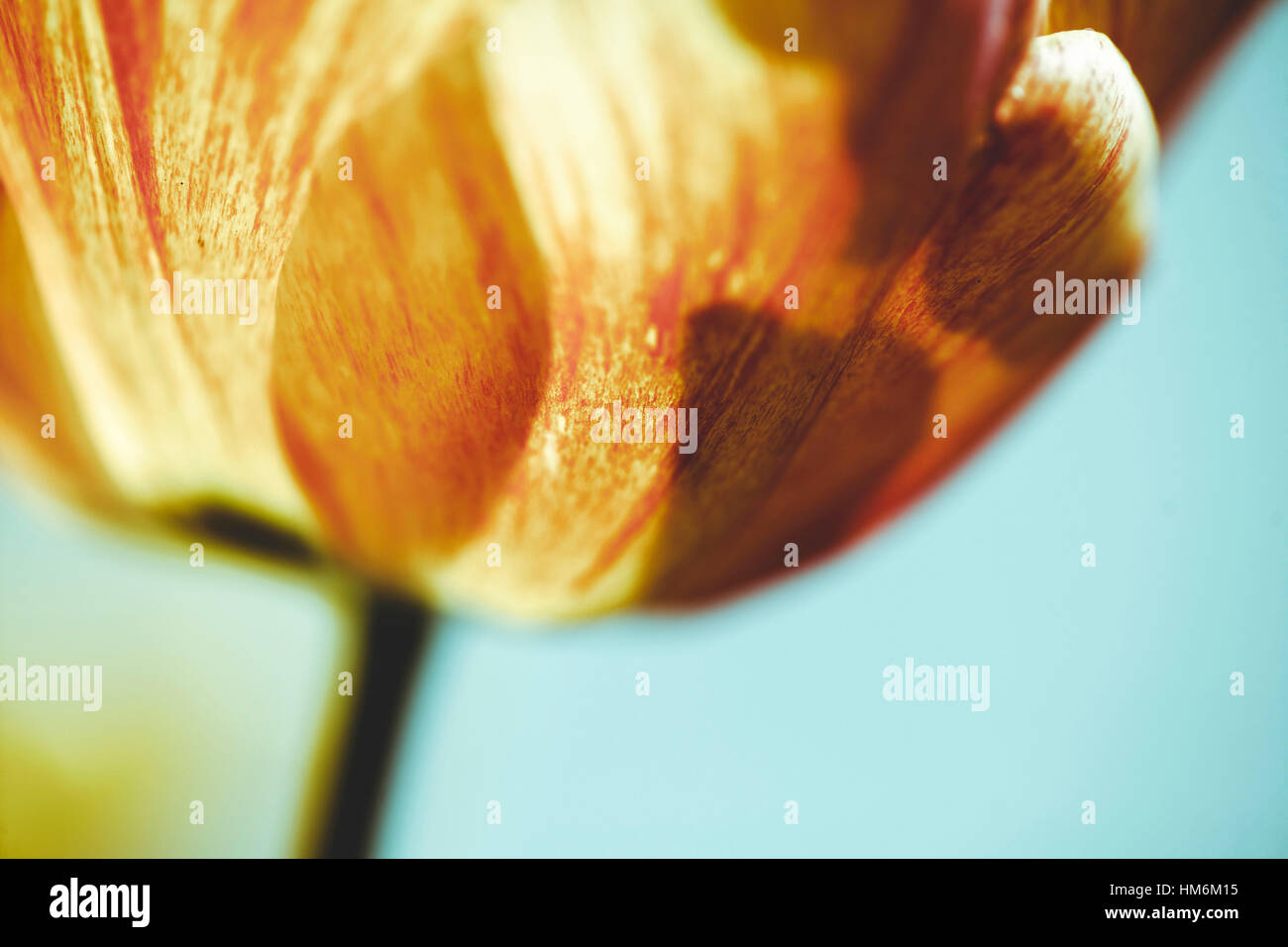 Extreme close-up of a tulip Stock Photo - Alamy