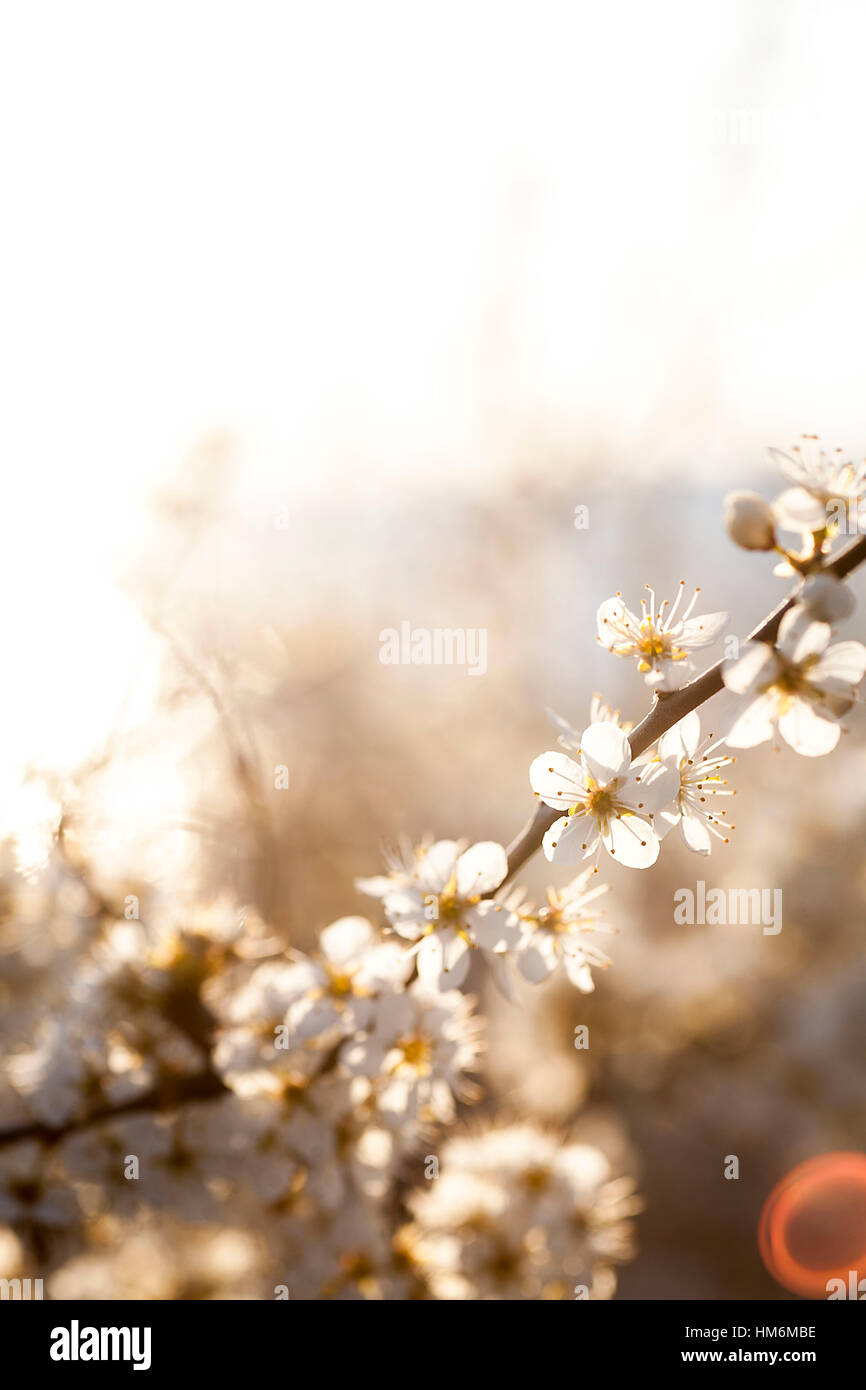 Blossoms in back light Stock Photo - Alamy
