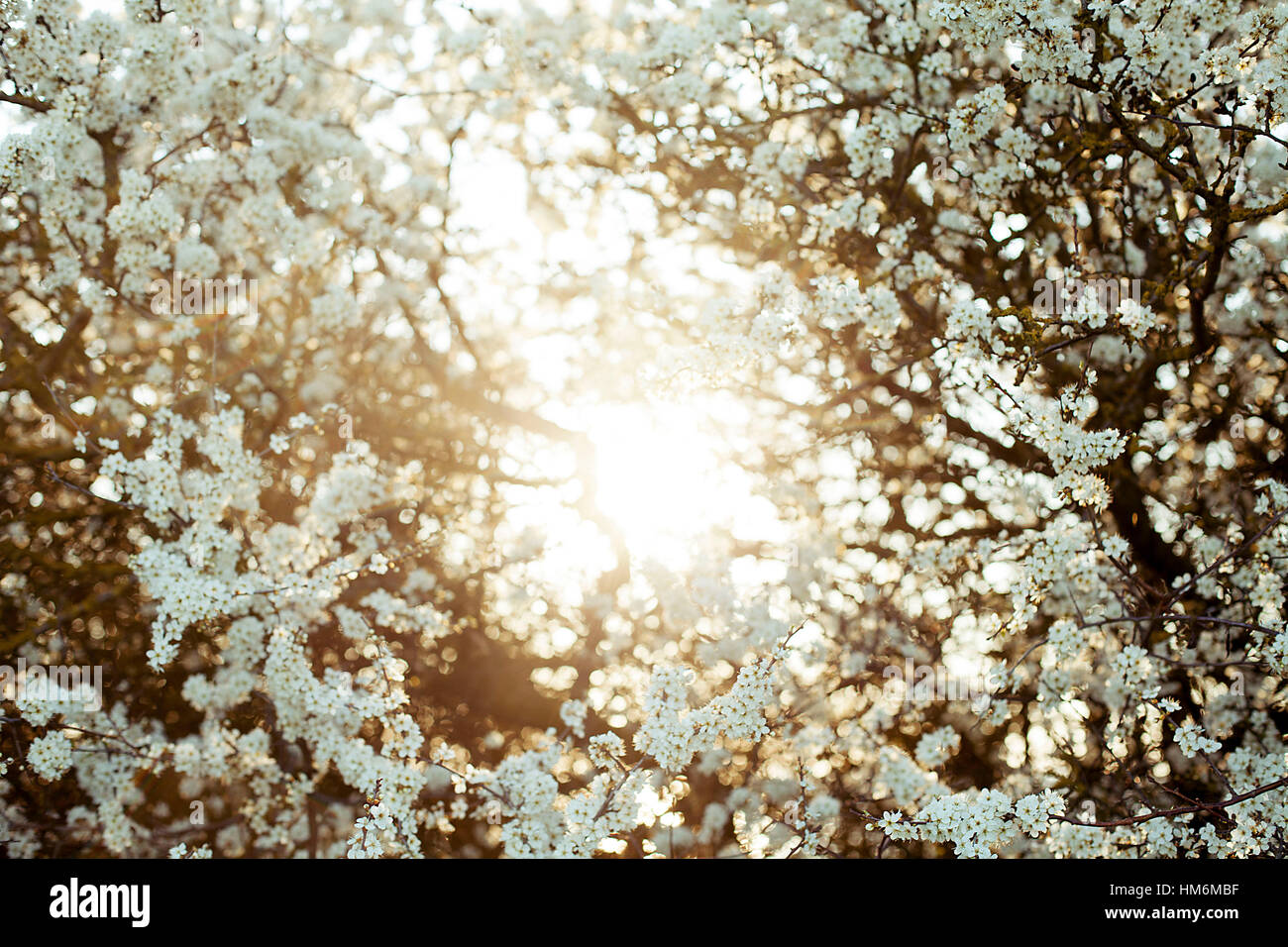 Blossoms in back light Stock Photo - Alamy