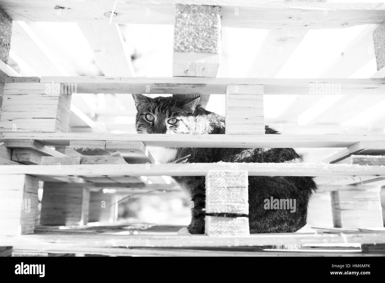 Cat sitting in a pile of pallets, b/w Stock Photo