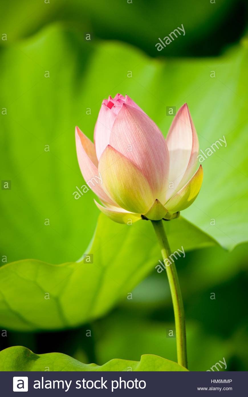 A Beautiful Lotus Blossom At Kenilworth Aquatic Gardens In